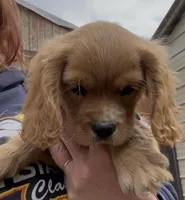 Dewey, a male Cocker Spaniel and Cavalier King Charles Spaniel for sale in Louisville, GA – Photo 5 of 7
