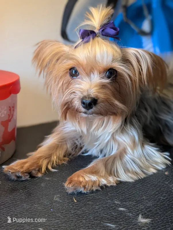 Mollie  – Yorkshire Terrier puppy for sale in Louisville, GA