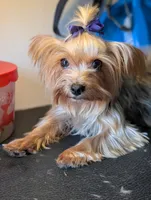 Mollie , a female Yorkshire Terrier for sale in Louisville, GA – 1 of 1