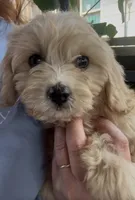 50/50 cross Female , a female Bichon Frise and Cavalier King Charles Spaniel for sale in Louisville, GA – 4 of 6