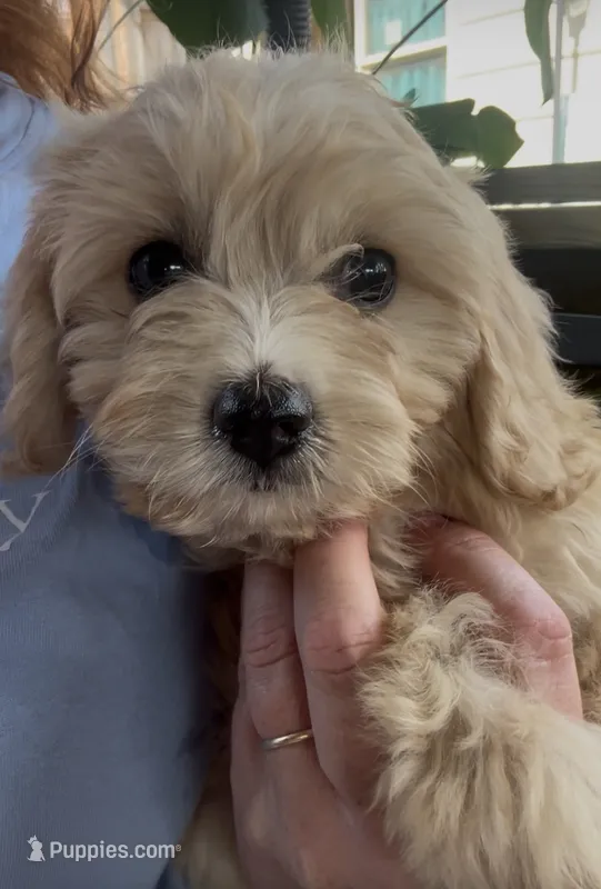 Cavachon Female  – Cavachon puppy for sale in Louisville, GA