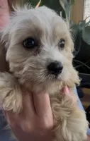 Cavachon male , a male Cavachon for sale in Louisville, GA – 4 of 4