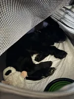 Cockalier Male- Midnight , a male Cocker Spaniel and Cavalier King Charles Spaniel for sale in Louisville, GA – 6 of 8