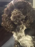 Cockalier Female , a female Cocker Spaniel and Cavalier King Charles Spaniel for sale in Louisville, GA – 8 of 9