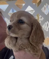 Blondie Cockalier , a female Cocker Spaniel and Cavalier King Charles Spaniel for sale in Louisville, GA – 2 of 7