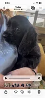 Cockalier Male- Charlie , a male Cocker Spaniel and Cavalier King Charles Spaniel for sale in Louisville, GA – 5 of 8