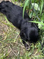 Cockalier Female , a female Cocker Spaniel and Cavalier King Charles Spaniel for sale in Louisville, GA – 7 of 9