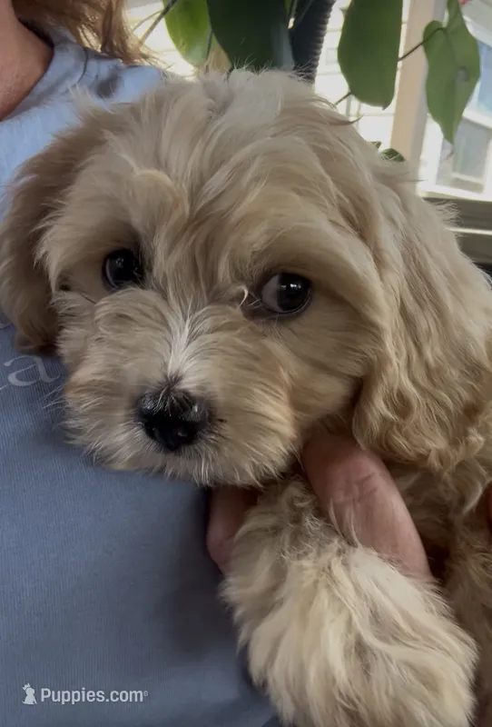 50/50 cross Female  – Bichon Frise, Cavalier King Charles Spaniel puppy for sale in Louisville, GA