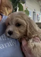50/50 cross Female , a female Bichon Frise and Cavalier King Charles Spaniel for sale in Louisville, GA – 5 of 6
