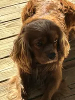 Cockalier Male , a male Cocker Spaniel and Cavalier King Charles Spaniel for sale in Louisville, GA – 7 of 7