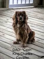 Cockalier Female , a female Cocker Spaniel and Cavalier King Charles Spaniel for sale in Louisville, GA – 9 of 9