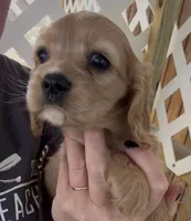 Mochi Cockalier , a female Cocker Spaniel and Cavalier King Charles Spaniel for sale in Louisville, GA – 6 of 9