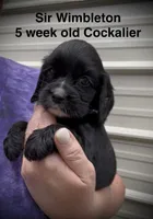 Cockalier Female , a female Cocker Spaniel and Cavalier King Charles Spaniel for sale in Louisville, GA – 3 of 9