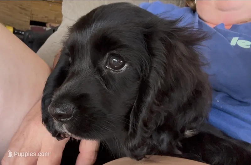 Cockalier Male- Charlie  – Cocker Spaniel, Cavalier King Charles Spaniel puppy for sale in Louisville, GA