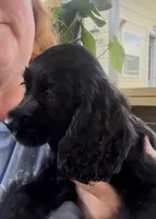 Cockalier Male- Charlie , a male Cocker Spaniel and Cavalier King Charles Spaniel for sale in Louisville, GA – 4 of 8