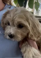 50/50 cross Female , a female Bichon Frise and Cavalier King Charles Spaniel for sale in Louisville, GA – 6 of 6