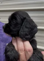Cockalier Female , a female Cocker Spaniel and Cavalier King Charles Spaniel for sale in Louisville, GA – 5 of 9