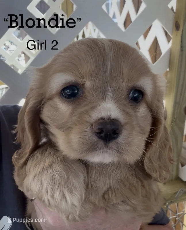 Blondie Cockalier  – Cocker Spaniel, Cavalier King Charles Spaniel puppy for sale in Louisville, GA