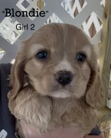 Blondie Cockalier , a female Cocker Spaniel and Cavalier King Charles Spaniel for sale in Louisville, GA – 1 of 7