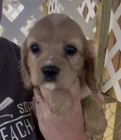Mochi Cockalier , a female Cocker Spaniel and Cavalier King Charles Spaniel for sale in Louisville, GA – 5 of 9