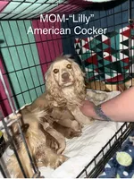 Blondie Cockalier , a female Cocker Spaniel and Cavalier King Charles Spaniel for sale in Louisville, GA – 6 of 7
