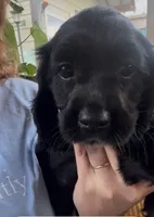 Cockalier Female , a female Cocker Spaniel and Cavalier King Charles Spaniel for sale in Louisville, GA – 3 of 10