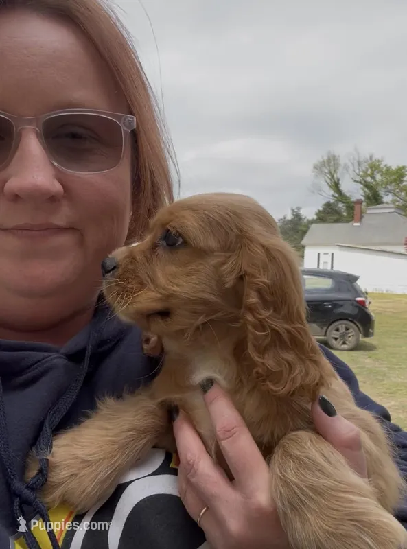 Honey Joe  – Cocker Spaniel puppy for sale in Louisville, GA