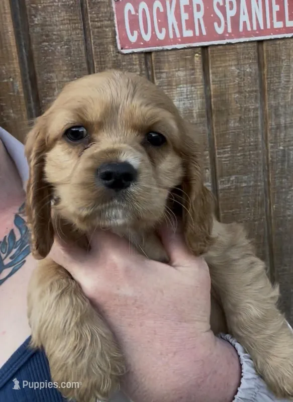 Honey Joe , a male Cocker Spaniel for sale in Louisville, GA – Photo 1 of 7