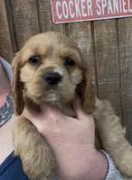 Honey Joe , a male Cocker Spaniel for sale in Louisville, GA – Photo 1 of 7