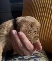 Honey Joe , a male Cavalier King Charles Spaniel for sale in Louisville, GA – Photo 2 of 5