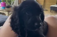 Cockalier Male- Charlie , a male Cocker Spaniel and Cavalier King Charles Spaniel for sale in Louisville, GA – 2 of 8