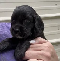 Cockalier Female , a female Cocker Spaniel and Cavalier King Charles Spaniel for sale in Louisville, GA – 4 of 9