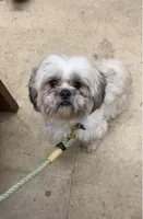 Sargeant Skooter Wigglesworth, a male Shih Tzu for sale in Louisville, GA – Photo 1 of 2