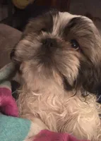 Sargeant Skooter Wigglesworth, a male Shih Tzu for sale in Louisville, GA – Photo 2 of 2