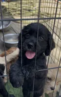 Cockalier Female , a female Cocker Spaniel and Cavalier King Charles Spaniel for sale in Louisville, GA – 2 of 9
