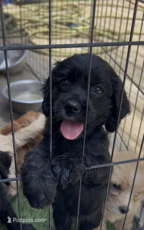 Cockalier Male  – Cocker Spaniel, Cavalier King Charles Spaniel puppy for sale in Louisville, GA