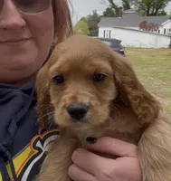 Duggar, a male Cocker Spaniel and Cavalier King Charles Spaniel for sale in Louisville, GA – Photo 3 of 7