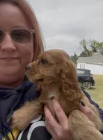 Duggar, a male Cocker Spaniel and Cavalier King Charles Spaniel for sale in Louisville, GA – Photo 2 of 7