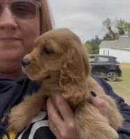 Duggar, a male Cocker Spaniel and Cavalier King Charles Spaniel for sale in Louisville, GA – Photo 5 of 7