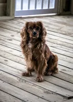 Duggar, a male Cocker Spaniel and Cavalier King Charles Spaniel for sale in Louisville, GA – Photo 6 of 7