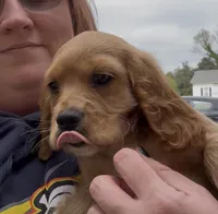 Duggar, a male Cocker Spaniel and Cavalier King Charles Spaniel for sale in Louisville, GA – Photo 4 of 7