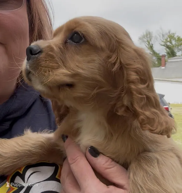 Duggar – Cocker Spaniel, Cavalier King Charles Spaniel puppy for sale in Louisville, GA