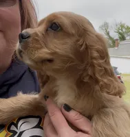 Duggar, a male Cocker Spaniel and Cavalier King Charles Spaniel for sale in Louisville, GA – Photo 1 of 7