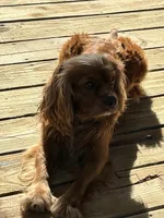 Honey Joe , a male Cocker Spaniel for sale in Louisville, GA – Photo 9 of 9