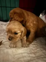 Honey Joe , a male Cocker Spaniel for sale in Louisville, GA – Photo 5 of 9