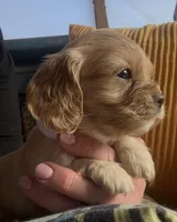 Honey Joe , a male Cocker Spaniel for sale in Louisville, GA – Photo 8 of 9