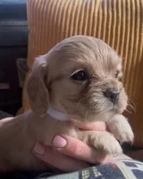 Honey Joe , a male Cocker Spaniel for sale in Louisville, GA – Photo 7 of 9