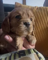 Honey Joe , a male Cocker Spaniel for sale in Louisville, GA – Photo 1 of 9