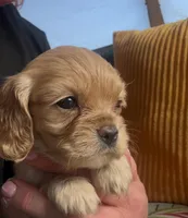 Honey Joe , a male Cocker Spaniel for sale in Louisville, GA – Photo 4 of 9