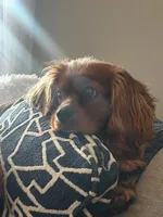 Honey Joe , a male Cocker Spaniel for sale in Louisville, GA – Photo 2 of 9